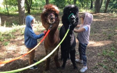 Spotkanie Gumisiów z Alpakami